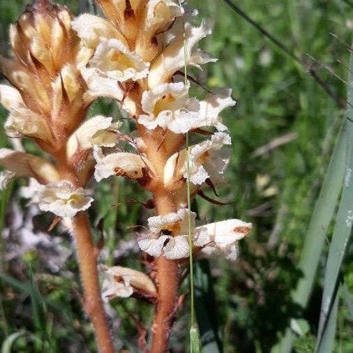 Orobanche minor Blomma