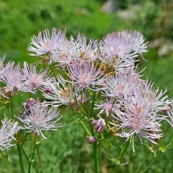 Thalictrum aquilegiifolium Flower