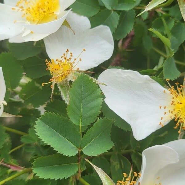 Rosa spinosissima ᱥᱟᱠᱟᱢ