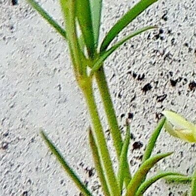 Polygala paniculata Folla