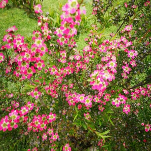 Leptospermum scoparium Flor