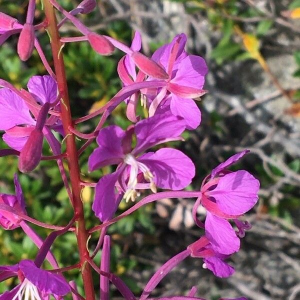 Epilobium angustifolium Flor