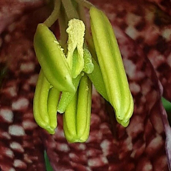 Fritillaria meleagris autre