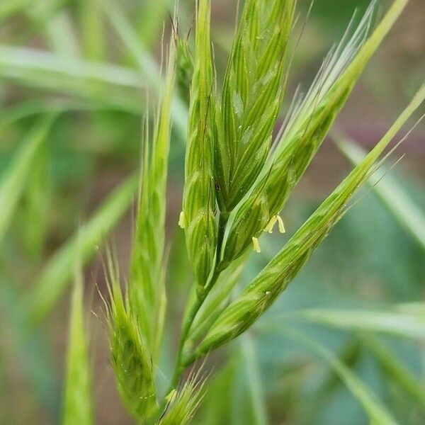 Bromus racemosus Кветка