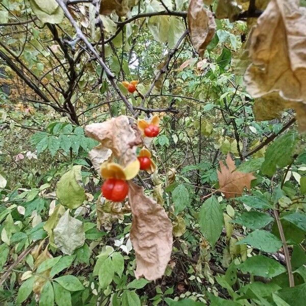 Celastrus scandens Плід