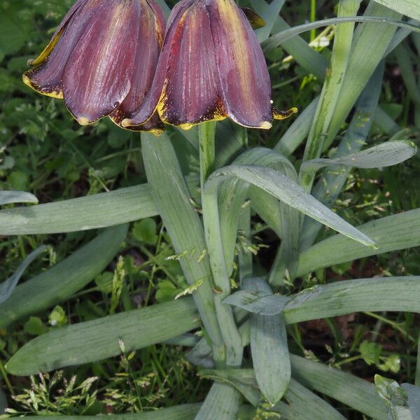 Fritillaria pyrenaica Liść