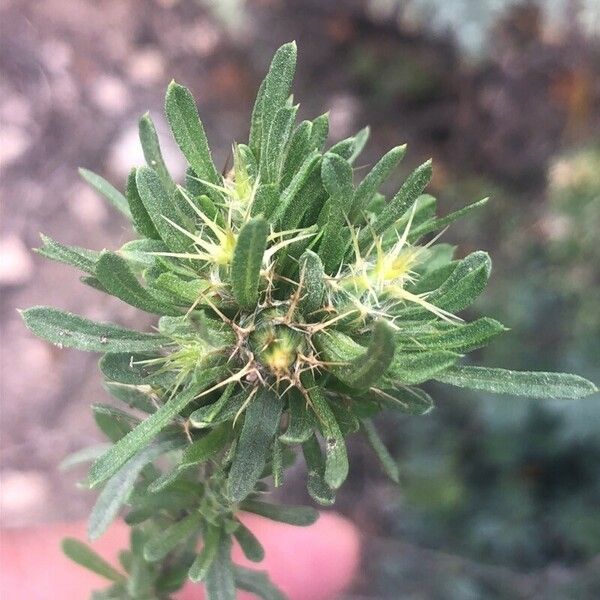 Centaurea melitensis Flower