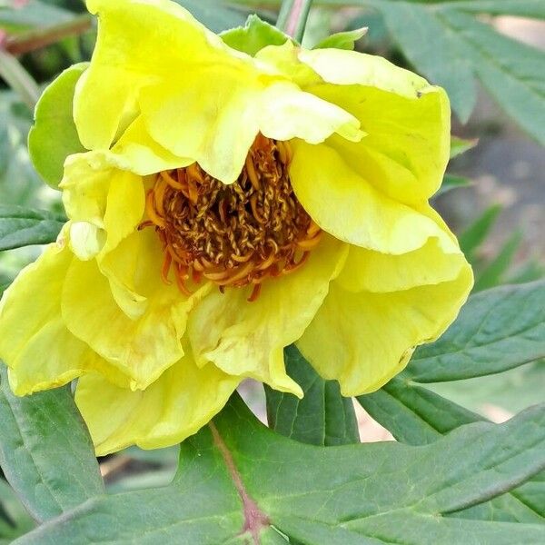 Paeonia delavayi Кветка