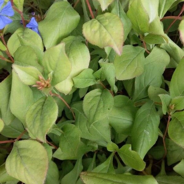 Ceratostigma plumbaginoides Blad