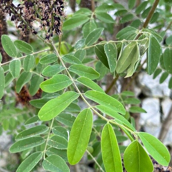 Amorpha fruticosa Φύλλο