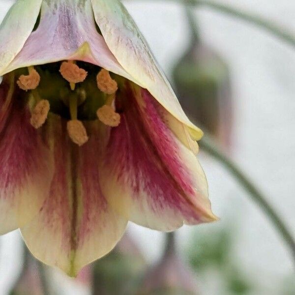 Allium siculum Blodyn