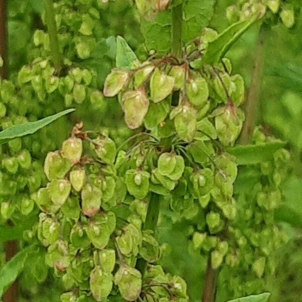 Rumex longifolius 花