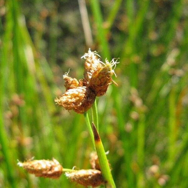 Schoenoplectus triqueter Floare