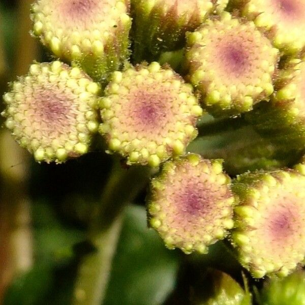 Ageratina adenophora Flower