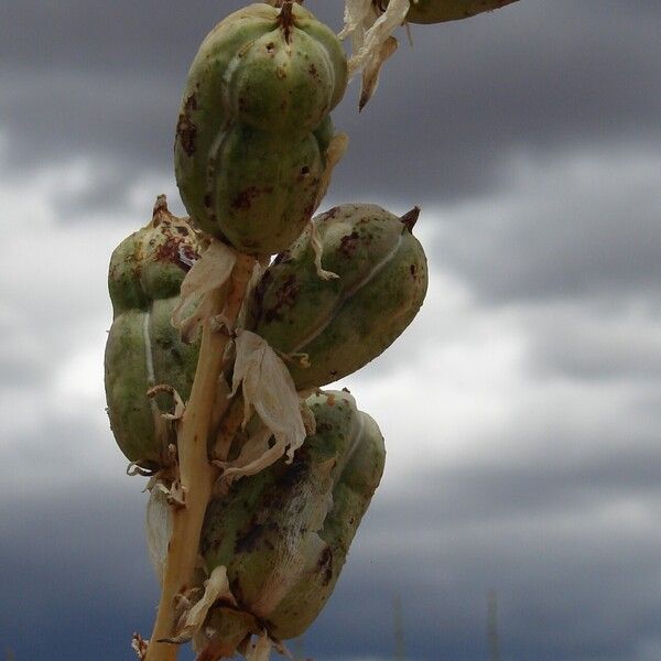 Yucca harrimaniae Φρούτο