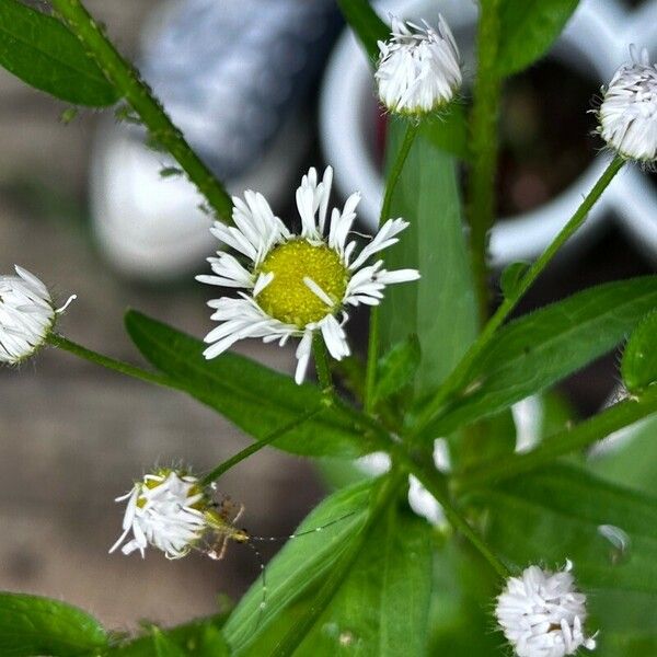 Erigeron strigosus Flower