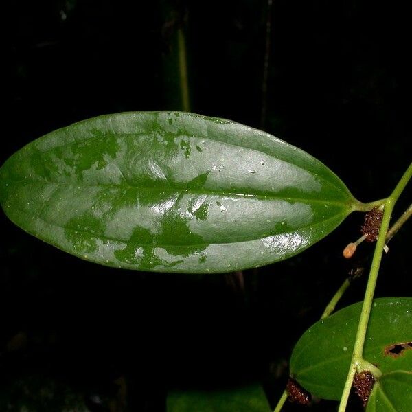 Smilax domingensis Meyve