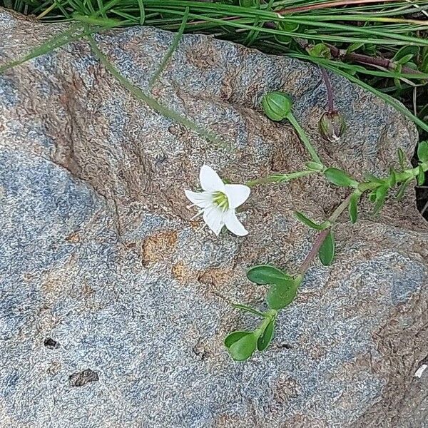 Arenaria biflora പുഷ്പം