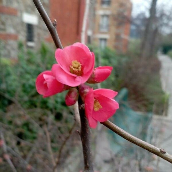 Chaenomeles japonica Λουλούδι