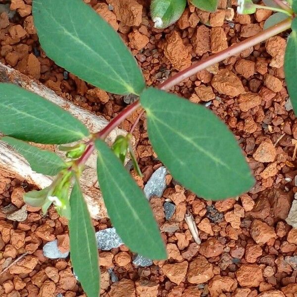 Euphorbia hyssopifolia Leaf