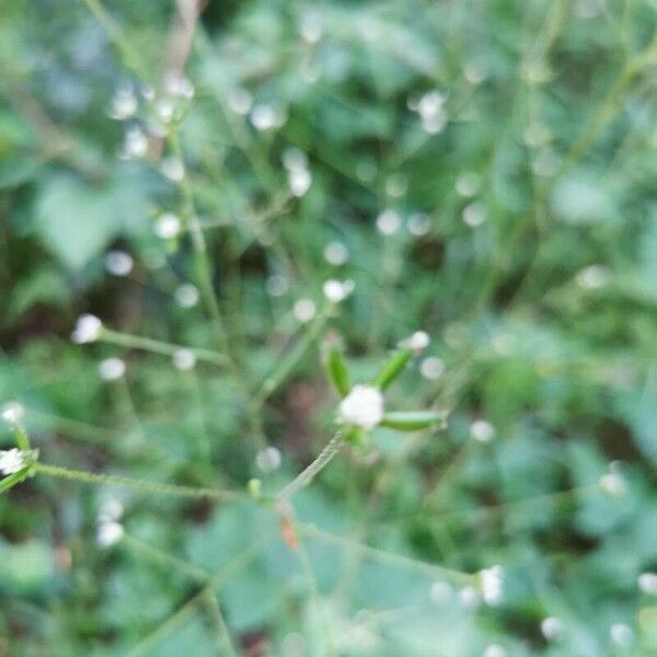 Adenocaulon bicolor Flower