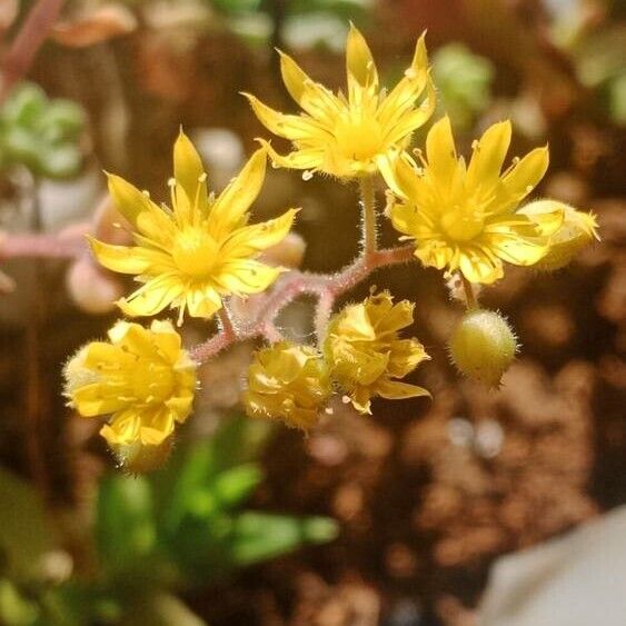 Aeonium lindleyi Cvet