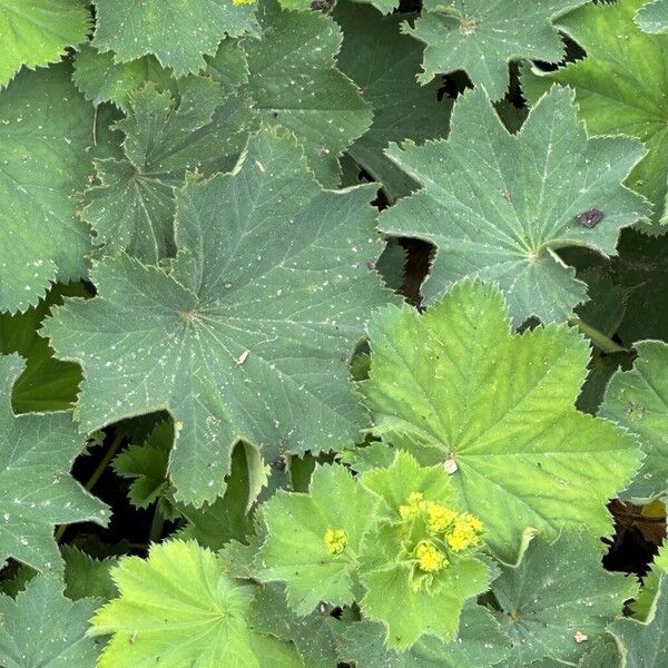 Alchemilla mollis Φύλλο