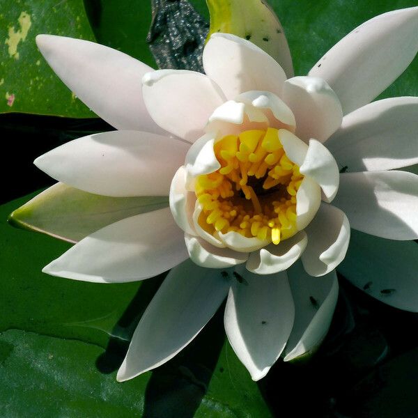 Nymphaea odorata Flower