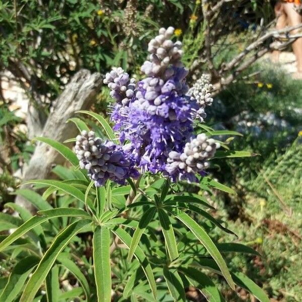 Vitex agnus-castus Flor