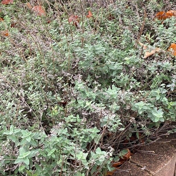 Nepeta racemosa عادت