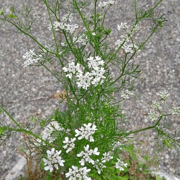 Coriandrum sativum অভ্যাস