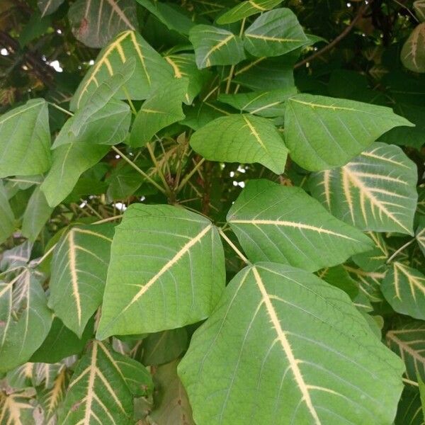 Erythrina variegata List