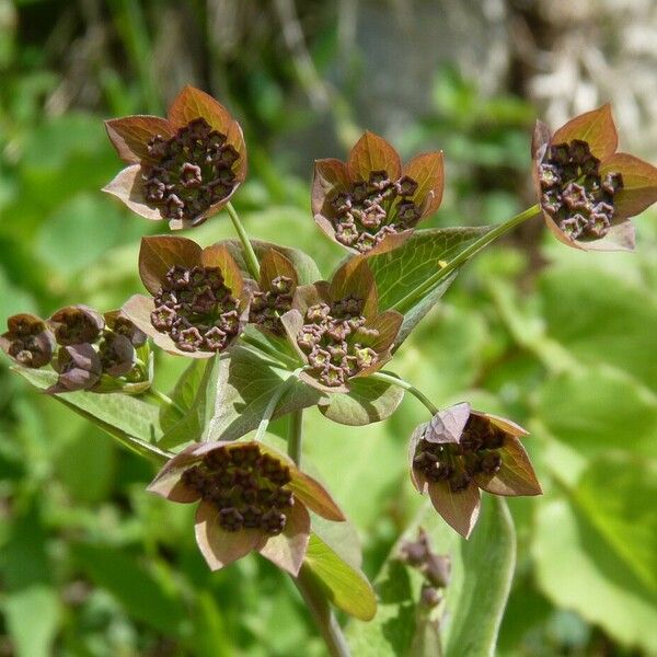 Bupleurum longifolium Flower