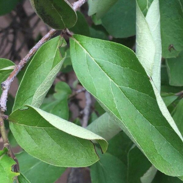 Ehretia amoena Leaf