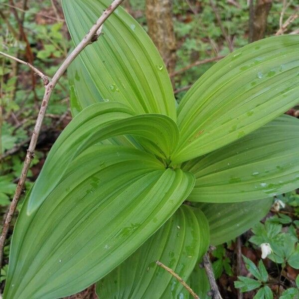 Veratrum viride Hostoa