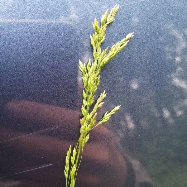 Poa trivialis 花