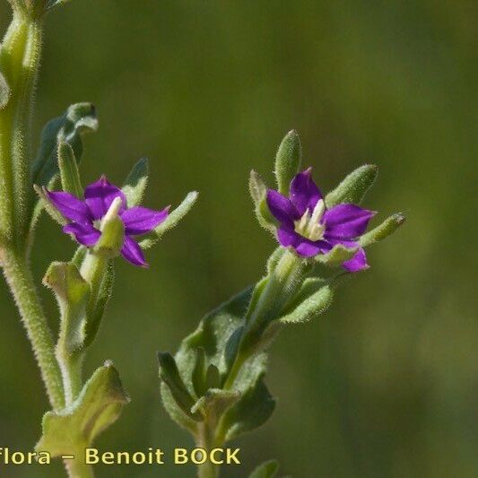 Legousia hybrida Sonstige