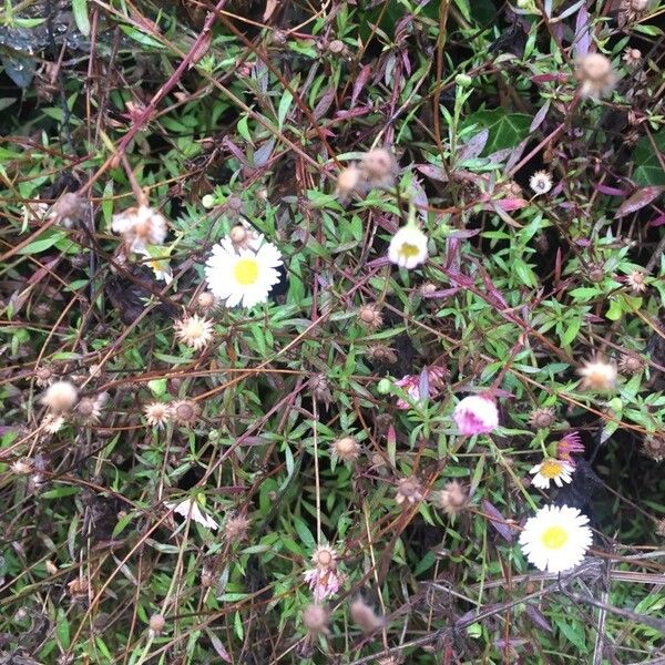 Erigeron karvinskianus Alkat (teljes növény)