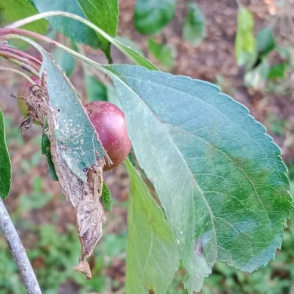 Malus hupehensis Blad