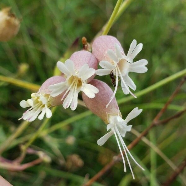 Silene vulgaris ᱵᱟᱦᱟ