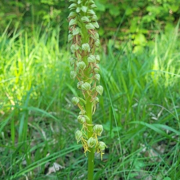 Orchis anthropophora Fleur