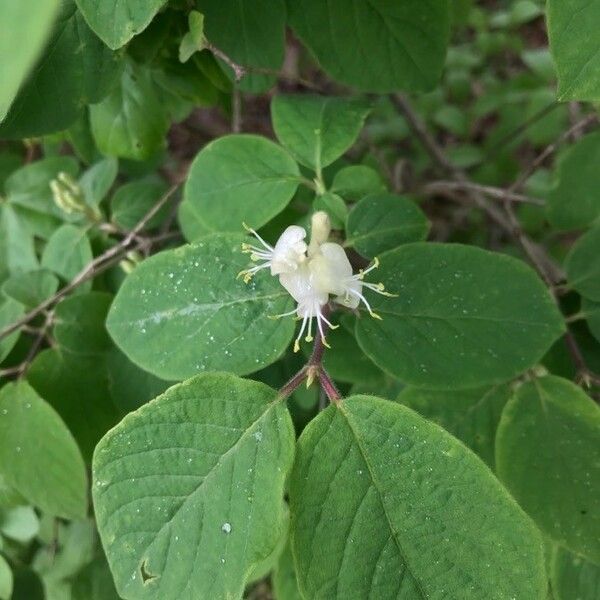 Lonicera nigra Flower