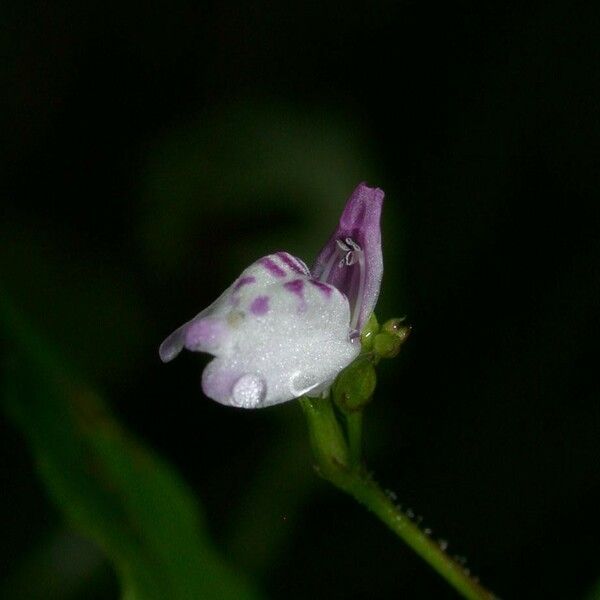 Dianthera comata 花