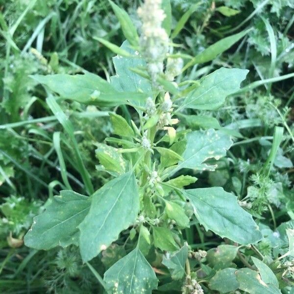 Chenopodium album Folla