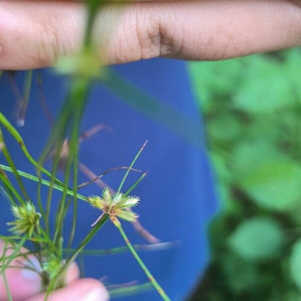 Cyperus compressus Flor