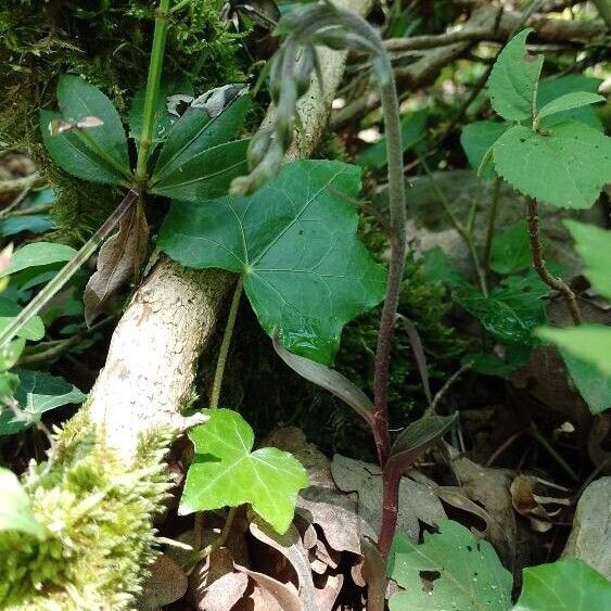 Epipactis microphylla आदत