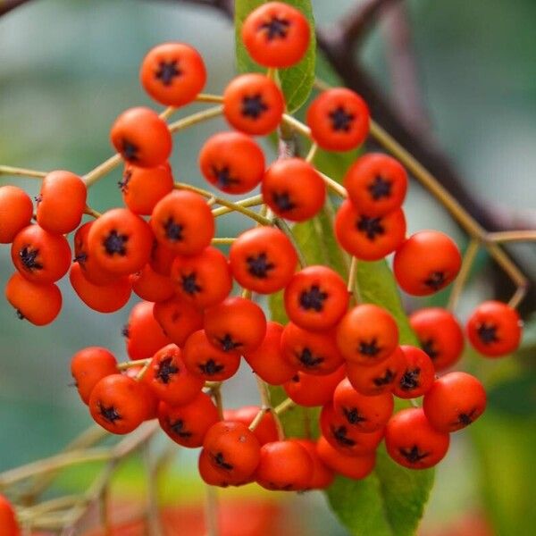 Pyracantha coccinea Otro