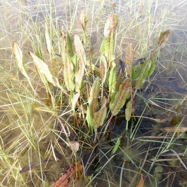 Rumex hydrolapathum Fuelha