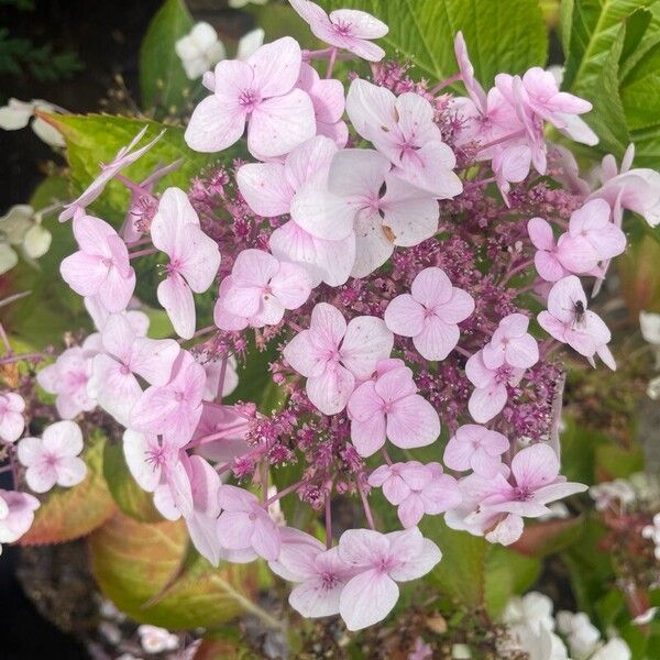 Hydrangea macrophylla Bloem