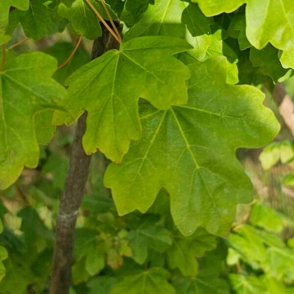 Acer campestre Blatt